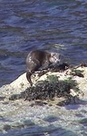 An otter on a rock near Ferry House.