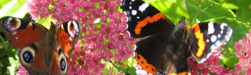 butterflies in Ferry House garden