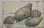 sketch of shells from guest book