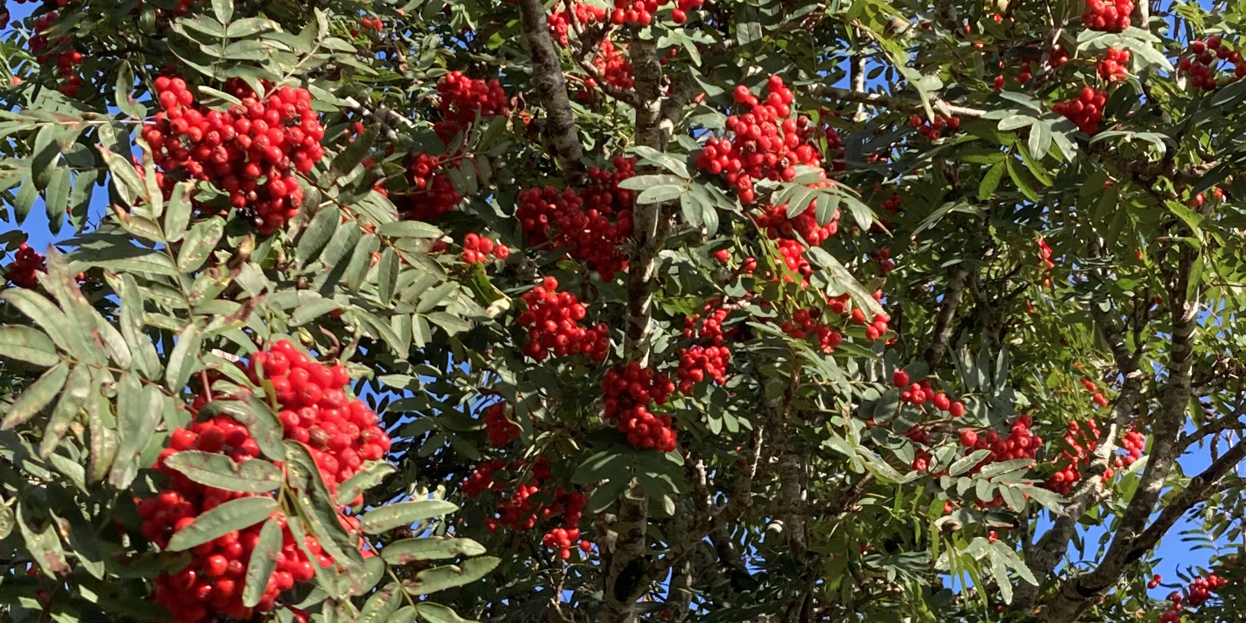 close shot of red autumn berries on rowan tree