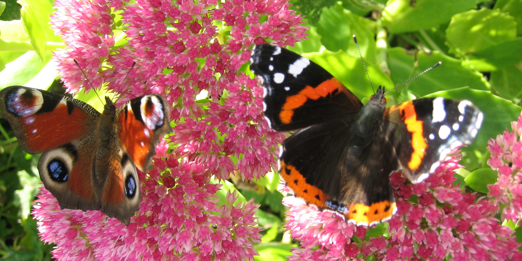 two butterflies, tortoiseshell and red admiral, on pink summer flowers
