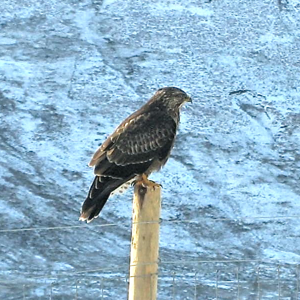buzzard on post on snowy hillside
