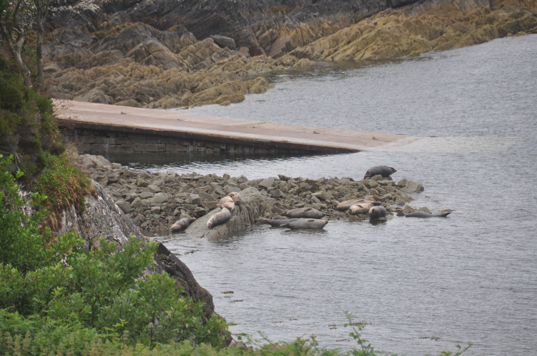 seals basking on rocks near ferry slipway