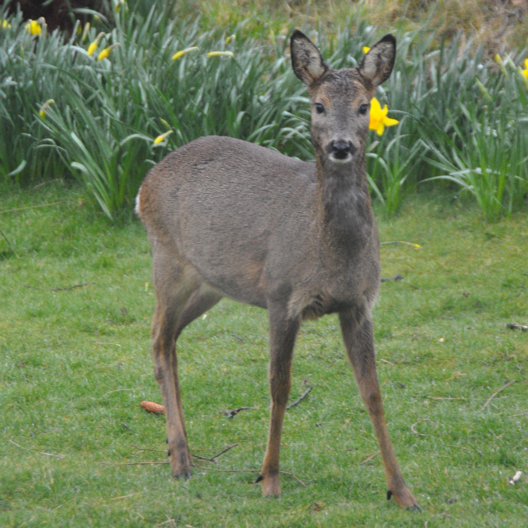 roe deer in garden looking straight at camera